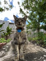 Lost Male Cat last seen Near Da Vinci, Pearland - ests of Green Tee, Houston, TX 77089