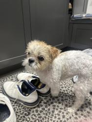 Found/Stray Unknown Dog last seen Clovis st and Appleblossom, Vaughan, ON L4J 8W5