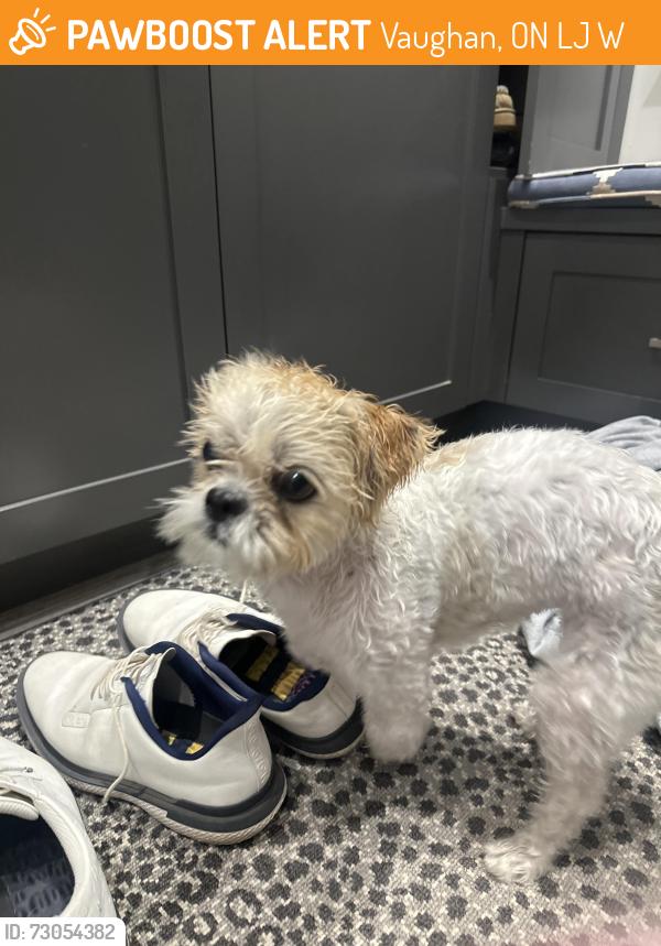 Found/Stray Unknown Dog last seen Clovis st and Appleblossom, Vaughan, ON L4J 8W5