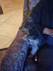 Lost Male Dog last seen Burleigh avenue, Norfolk, VA 23505