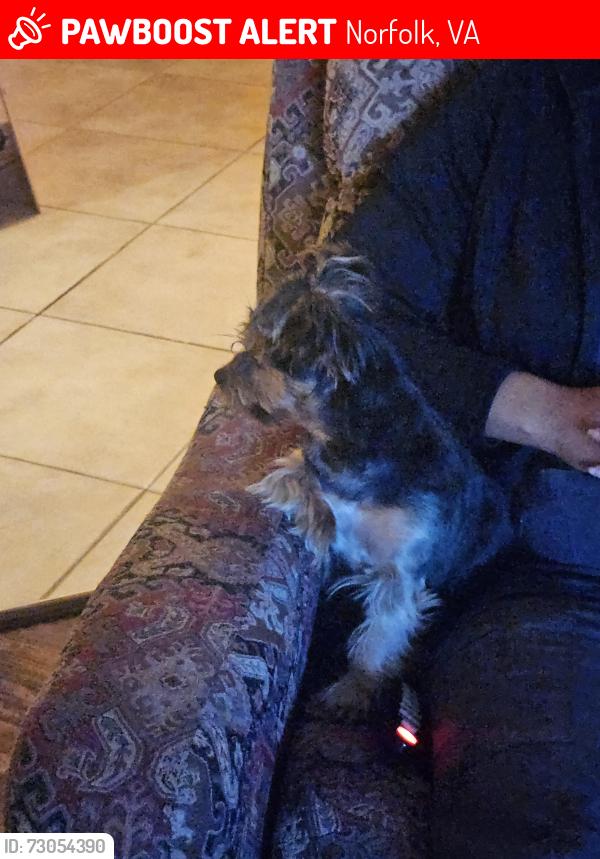 Lost Male Dog last seen Burleigh avenue, Norfolk, VA 23505