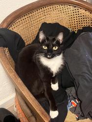 Lost Female Cat last seen Juanita cross street, Twentynine Palms, CA 92277