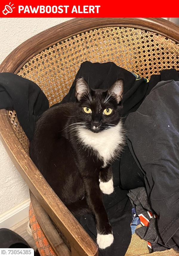 Lost Female Cat last seen Juanita cross street, Twentynine Palms, CA 92277