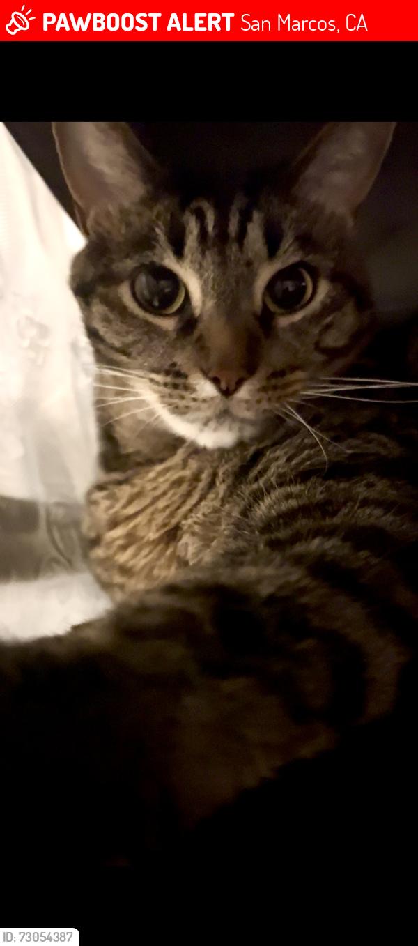 Lost Male Cat last seen San Marcos Blvd and Twin Oaks, San Marcos, CA 92069