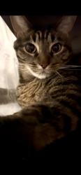 Lost Male Cat last seen San Marcos Blvd and Twin Oaks, San Marcos, CA 92069