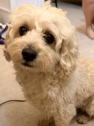 Reunited Male Dog last seen Old Frederick Rd. (99), Ellicott City, MD 21042