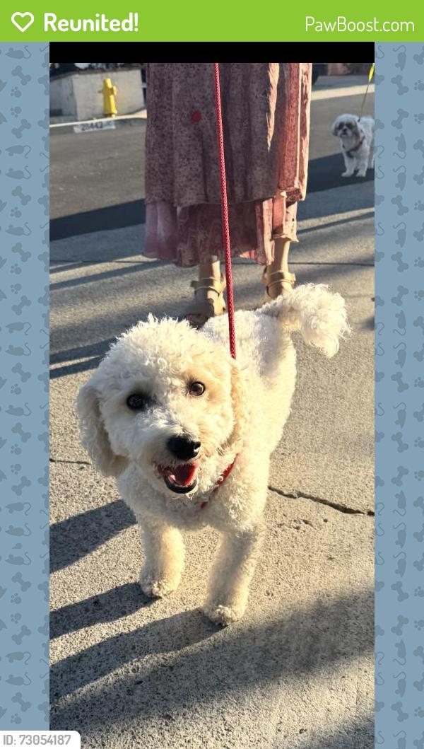 Reunited Unknown Dog last seen Zancon and pavion, Mission Viejo, CA 92692