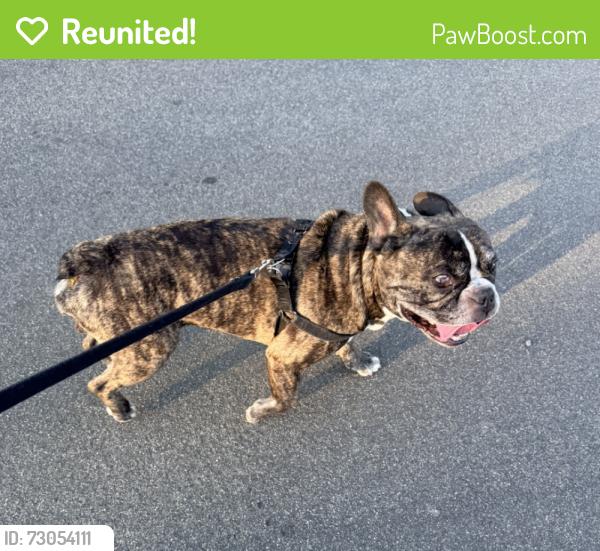 Reunited Male Dog last seen Kalmia and Washington, Murrieta, CA 92562