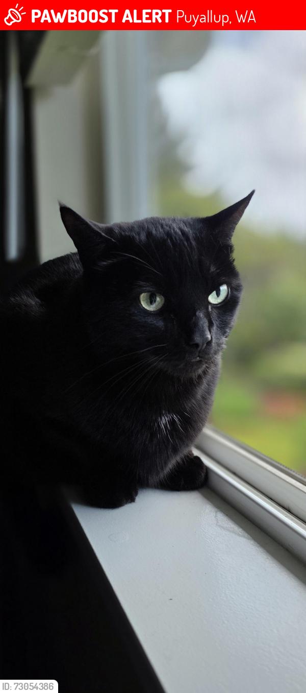Lost Male Cat last seen 80th & 117th, Puyallup, WA 98373