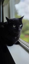 Lost Male Cat last seen 80th & 117th, Puyallup, WA 98373