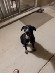 Found/Stray Male Dog last seen Obregon Rd and NM-528 Rio Rancho, Rio Rancho, NM 87144