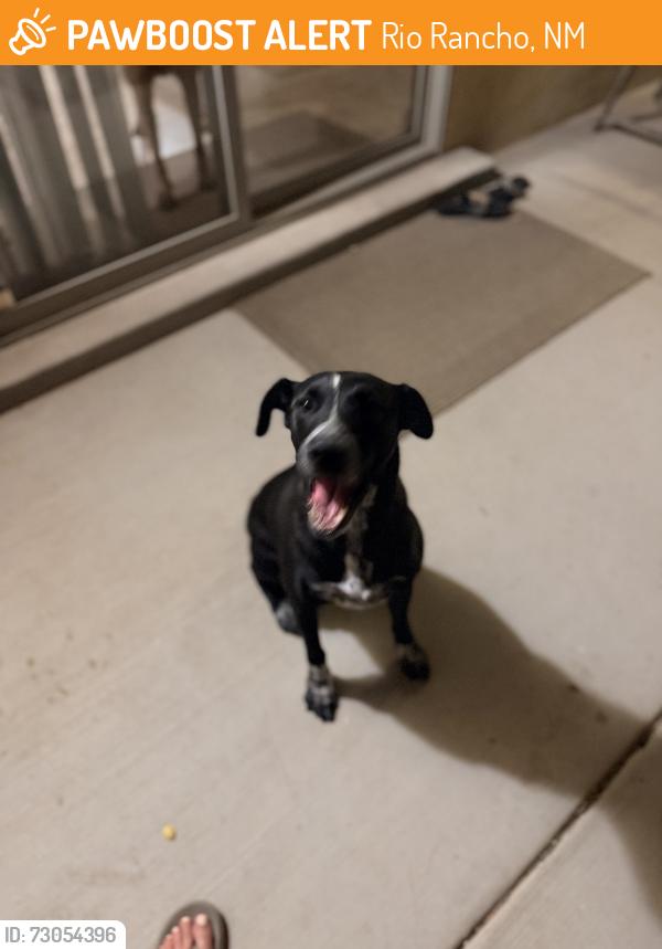 Found/Stray Male Dog last seen Obregon Rd and NM-528 Rio Rancho, Rio Rancho, NM 87144