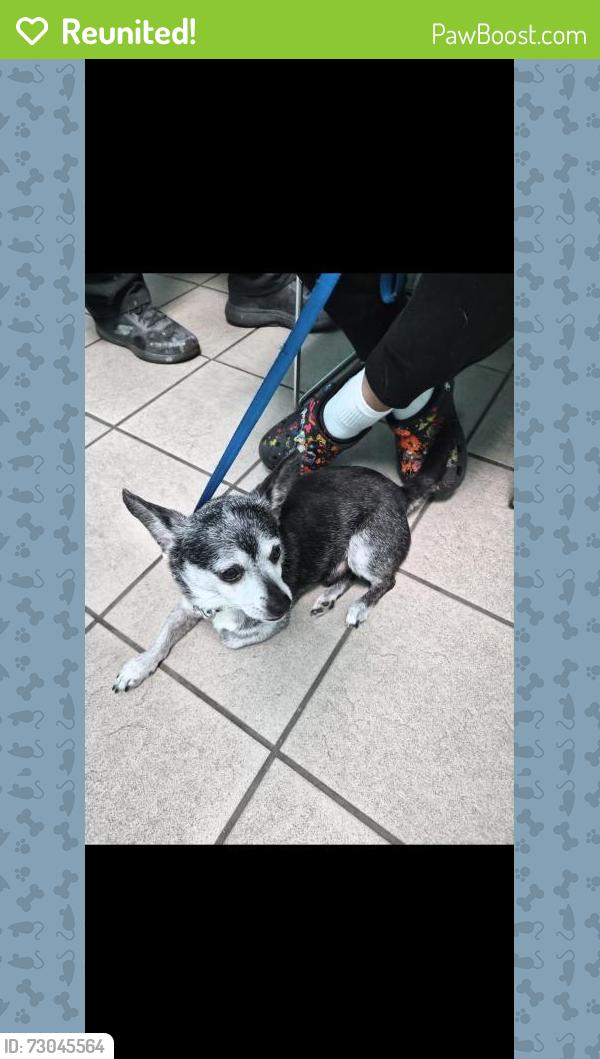Reunited Male Dog last seen Sunrise blvd and Ponce De leon, Fort Pierce, FL 34982