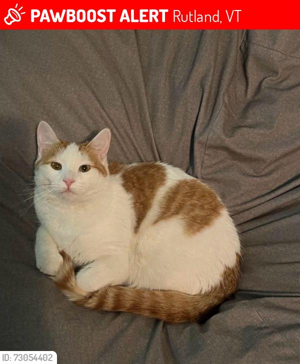 Lost Male Cat last seen Victoria Dr (far end of loop), Rutland, VT 05701, Rutland, VT 05701
