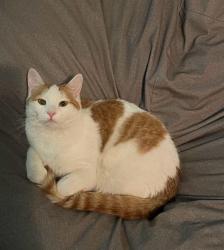 Lost Male Cat last seen Victoria Dr (far end of loop), Rutland, VT 05701, Rutland, VT 05701