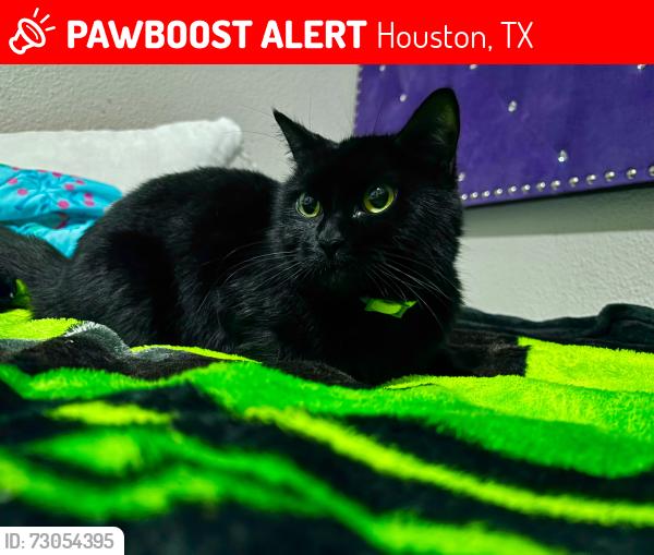 Lost Female Cat last seen Sonic McDonald’s near by, Houston, TX 77032