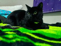Lost Female Cat last seen Sonic McDonald’s near by, Houston, TX 77032