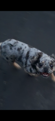 Reunited Unknown Dog last seen ramsgate ct X Morninghome Rd ( Danville), Danville, CA 94526