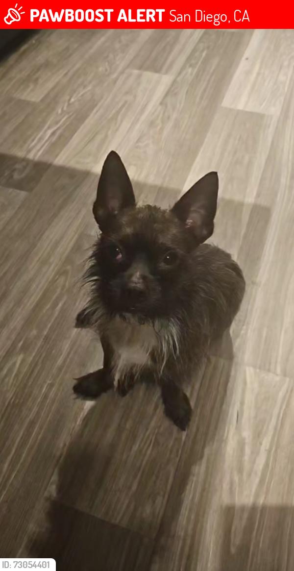 Lost Male Dog last seen Ran From Home Towards northgate market, San Diego, CA 92113