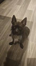 Lost Male Dog last seen Ran From Home Towards northgate market, San Diego, CA 92113