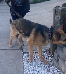 Reunited Male Dog last seen Yosemite, Manteca, CA 95337