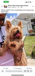 Lost Male Dog last seen Lockwood ridge, Bradenton, FL 34203