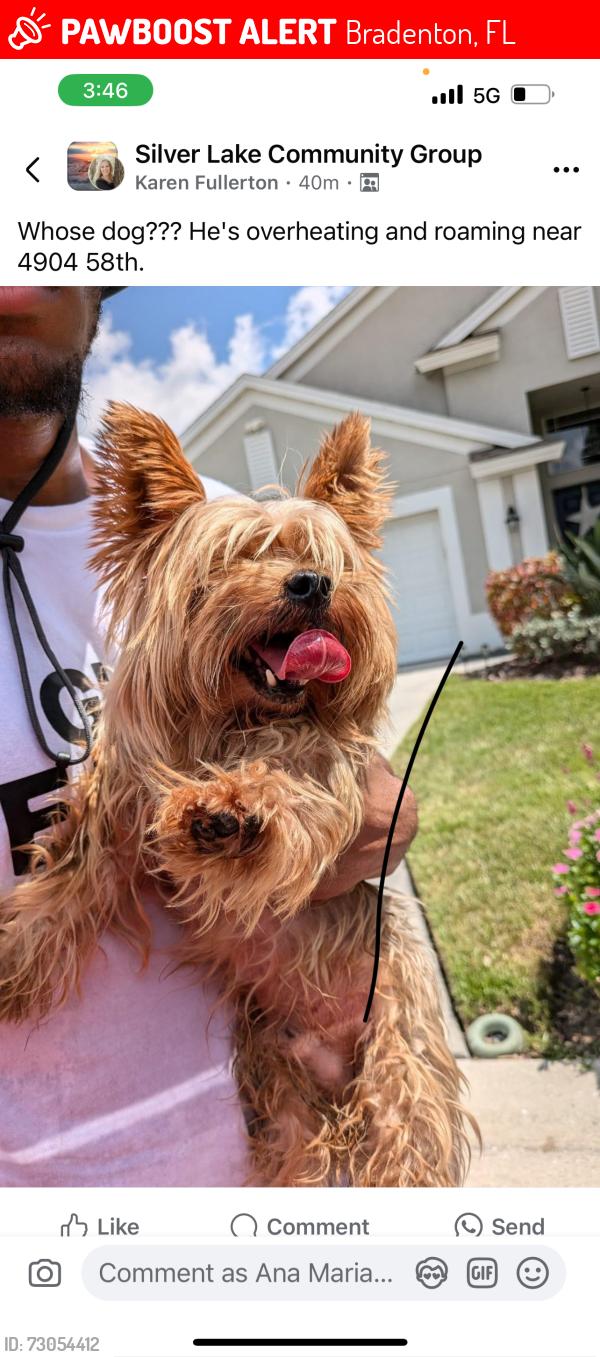 Lost Male Dog last seen Lockwood ridge, Bradenton, FL 34203