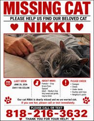 Lost Female Cat last seen The Renaissance, Los Angeles, CA 91326