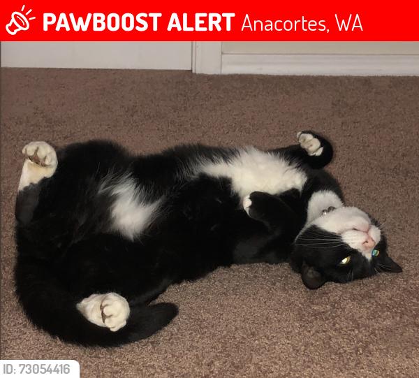 Lost Male Cat last seen 34th and M , Anacortes, WA 98221