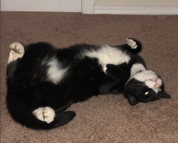 Lost Male Cat last seen 34th and M , Anacortes, WA 98221