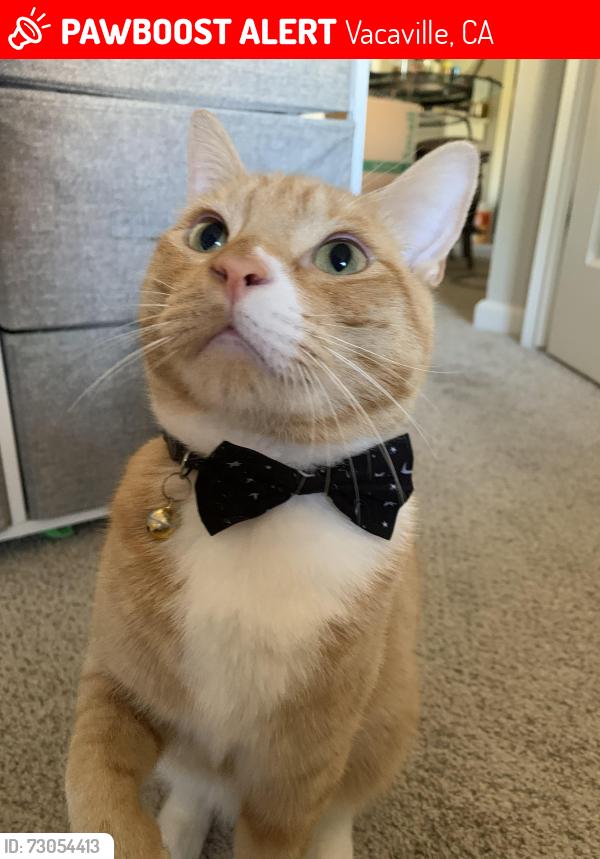 Lost Male Cat last seen California and Quail Meadows Circle, Vacaville, CA 95687