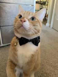 Lost Male Cat last seen California and Quail Meadows Circle, Vacaville, CA 95687