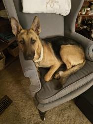 Found/Stray Male Dog last seen CR917, Johnson County, TX 76058