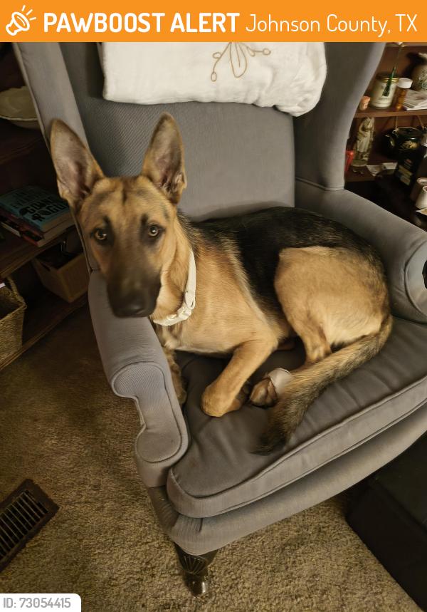 Found/Stray Male Dog last seen CR917, Johnson County, TX 76058