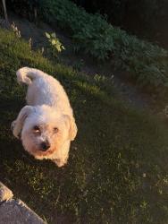 Lost Female Dog last seen Sydney crest lane, Lawrenceville, GA 30046