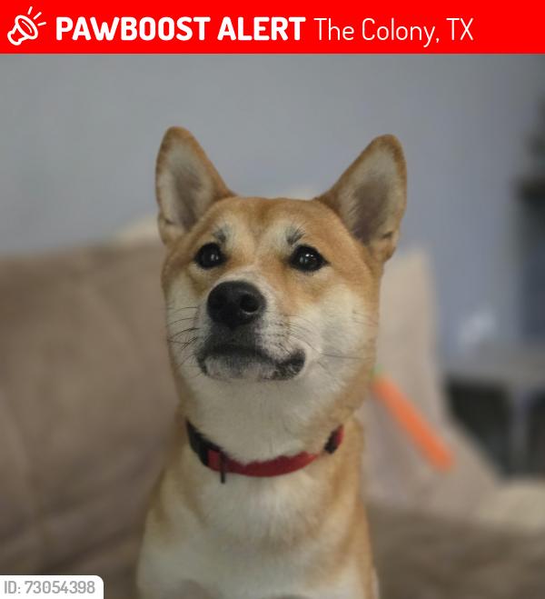 Lost Female Dog last seen Curry st, The Colony, TX 75056