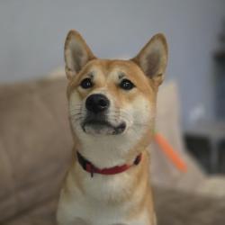 Lost Female Dog last seen Curry st, The Colony, TX 75056