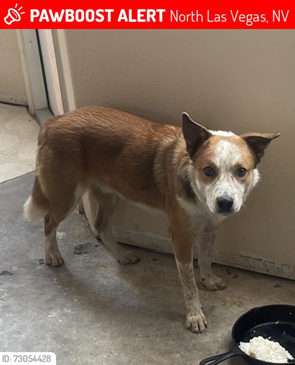 Lost Male Dog last seen W Washburn Rd and Clayton St, North Las Vegas, NV 89031