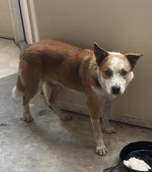 Lost Male Dog last seen W Washburn Rd and Clayton St, North Las Vegas, NV 89031
