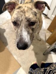 Found/Stray Unknown Dog last seen Brechin, Fayetteville, NC 28303