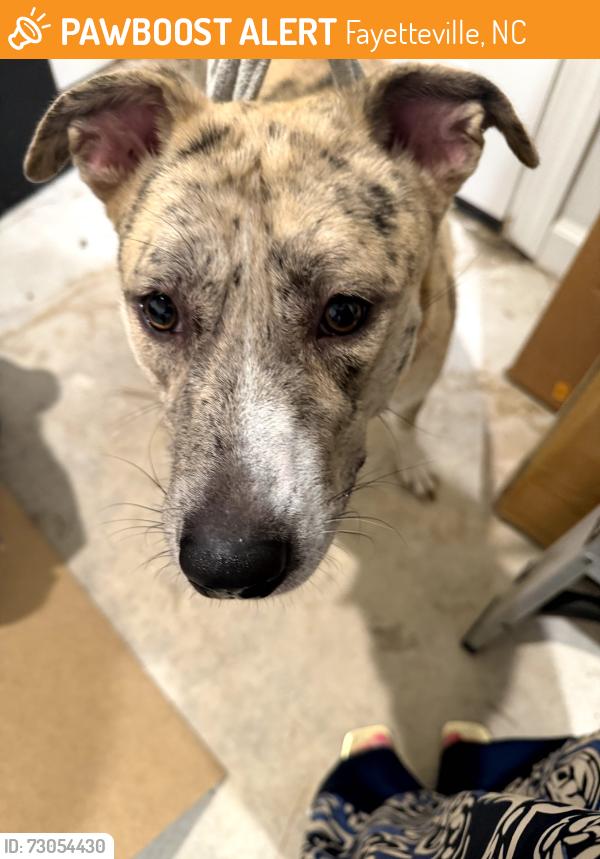 Found/Stray Unknown Dog last seen Brechin, Fayetteville, NC 28303