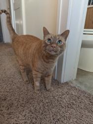 Lost Male Cat last seen bancroft elementary, Minneapolis, MN 55407