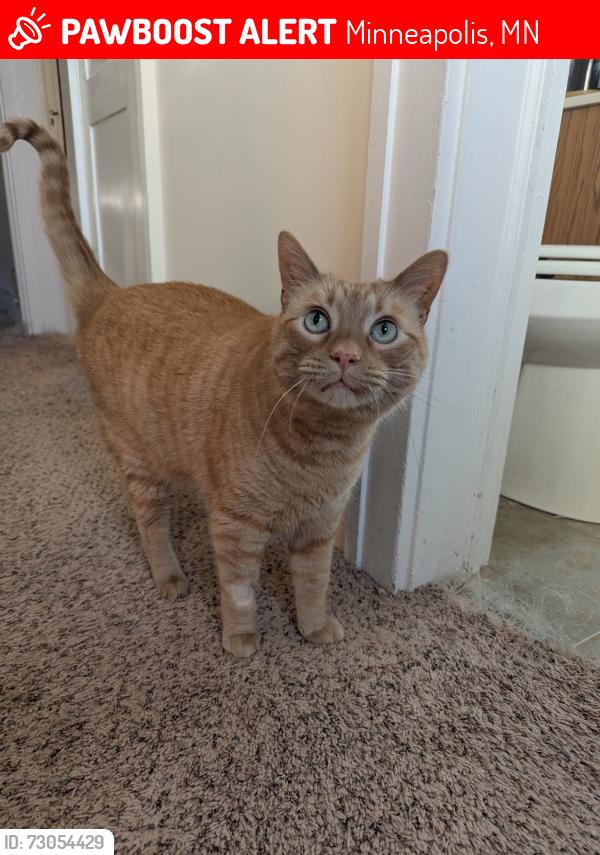 Lost Male Cat last seen bancroft elementary, Minneapolis, MN 55407