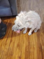 Found/Stray Unknown Dog last seen 37th Ave and Sweetwater, Phoenix, AZ 85029