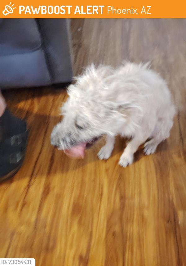 Found/Stray Unknown Dog last seen 37th Ave and Sweetwater, Phoenix, AZ 85029