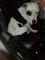 Found/Stray Male Dog last seen Athol St and Date St, Fontana, CA 92335