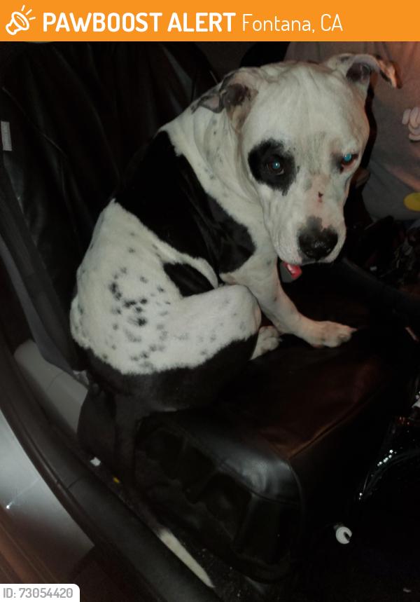 Found/Stray Male Dog last seen Athol St and Date St, Fontana, CA 92335
