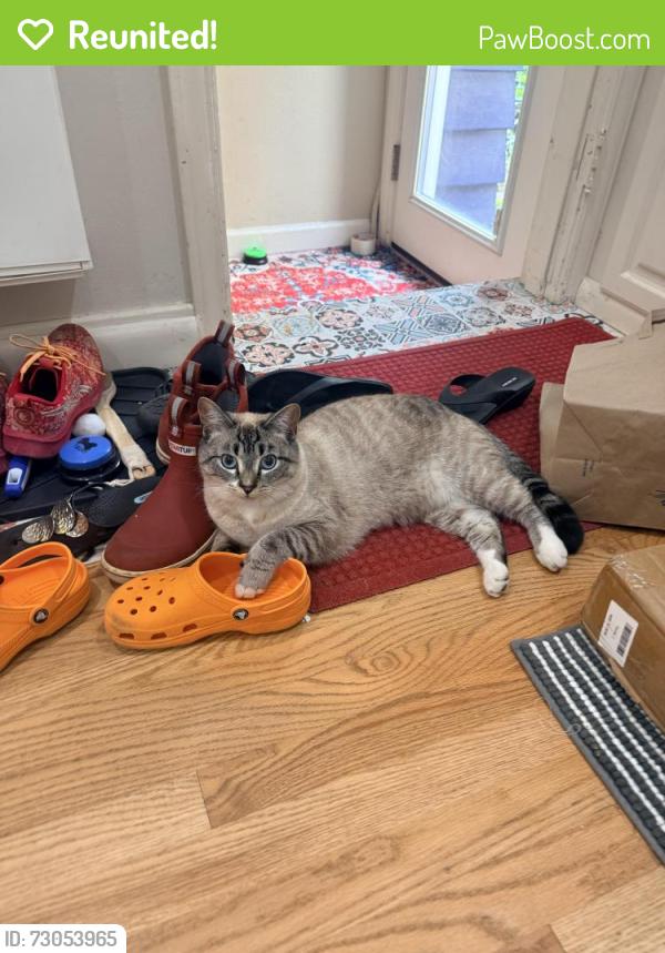 Reunited Male Cat last seen Nw 61st St and 32nd Ave NW Seattle, Seattle, WA 98107