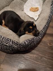 Found/Stray Female Dog last seen Near S St, Bakersfield, CA 93301