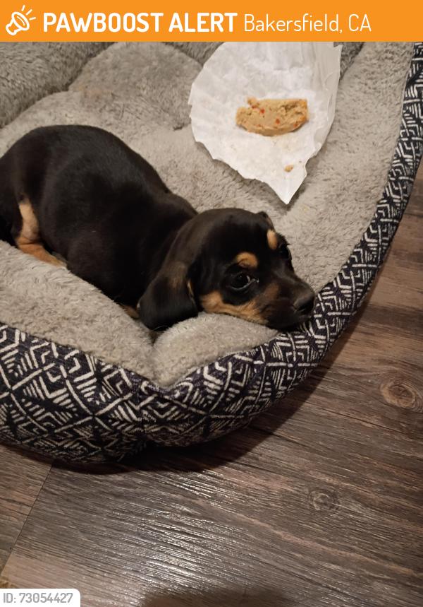 Found/Stray Female Dog last seen Near S St, Bakersfield, CA 93301